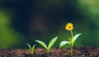 Growth tree young plant Natural green background